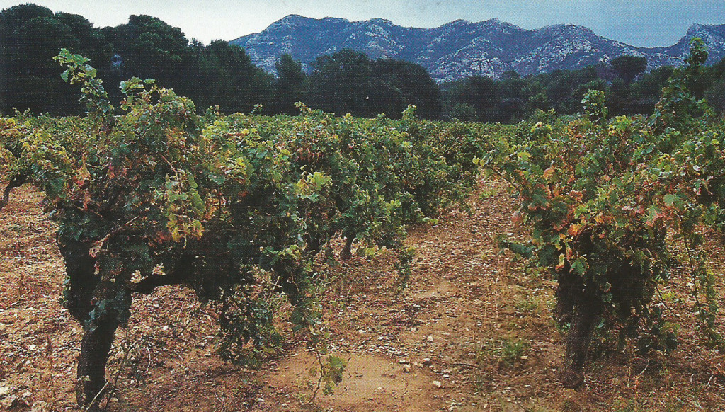 The vineyards at Mas de la Dame in Les Baux de Provence
