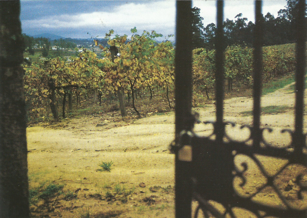 The vineyards of Quinta do Aveleda, Penafiel, Vinho Verde