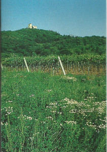 The Santi vineyards outside Verona