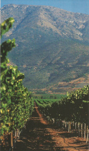 Veramonte Vineyards, Casablanca Valley, Chile